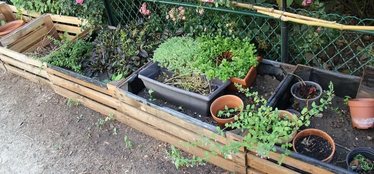 Cagettes pour passiflores…